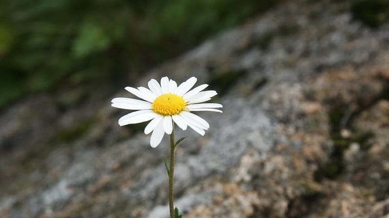 persévérance et confiance