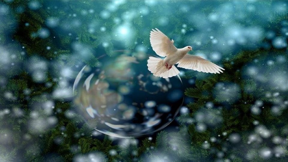 Colombe et eau