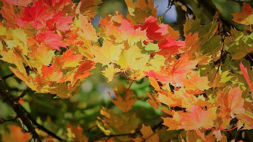 vigne en automne