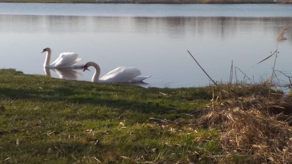 cygnes