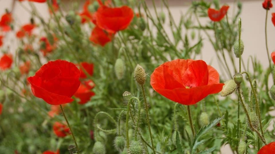 Fleurs pour Caroline