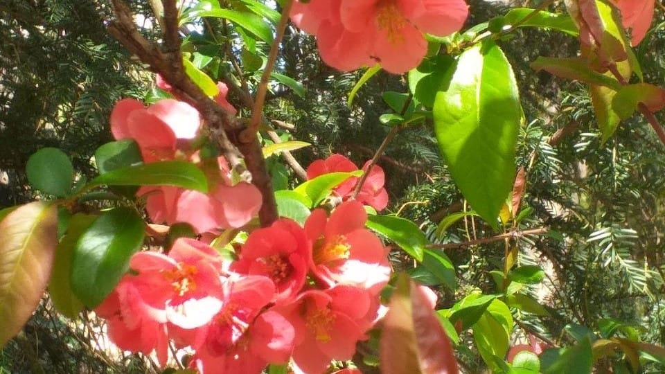 prier Caroline Carré